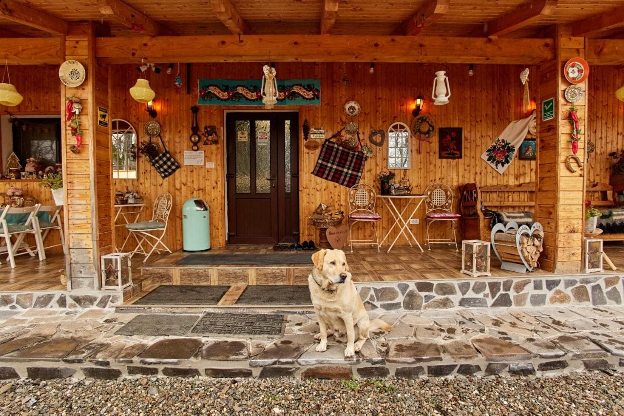 Miki, labradorul